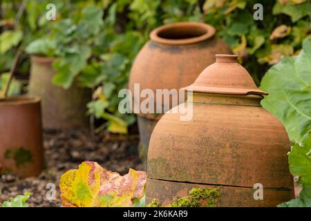 Pots de forçage traditionnels en terre cuite dans le jardin potager de rhubarbe Banque D'Images