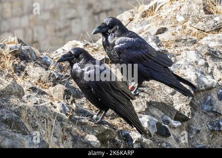 Ravens sur le mur à la Tour de Londres, Londres Angleterre Royaume-Uni Banque D'Images