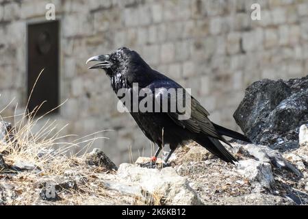 Raven sur le mur à la Tour de Londres, Londres Angleterre Royaume-Uni Banque D'Images