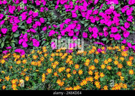 Lits de fleurs dans le Victorian Embankment Gardens Londres Royaume-Uni Banque D'Images