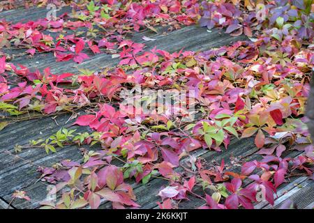 Parthenocissus quinquefolia, alias Virginia super-réducteur, Victoria super-réducteur, lierre à cinq feuilles, ou cinq doigts, plante envahissante sur le feuillage automnal rouge du patio Banque D'Images