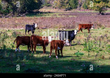 Prise de vaches dans un pâturage dans une ferme laitière locale du Wisconsin. Banque D'Images