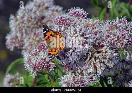 Papillon lady peint (Vanessa cardui) sur la fleur de la menthe aquatique (Mentha aquatica) dans le sud de la Bavière. Banque D'Images