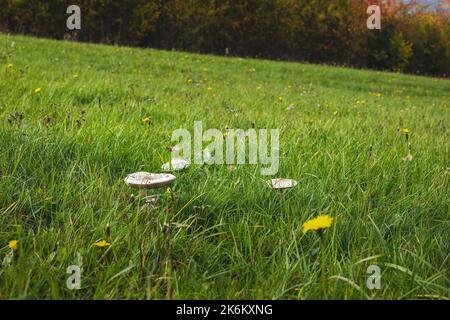 Champignons poussant sur la prairie verte en automne. Photo de haute qualité Banque D'Images