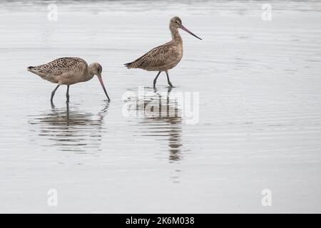 Une paire de godwits marbrées (Limosa fedoa) marchant et se nourrissant dans les eaux peu profondes à marée basse dans la baie de San Francisco en Californie. Banque D'Images