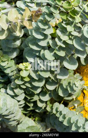 feuilles d'eucalyptus sur le marché, gros plan Banque D'Images