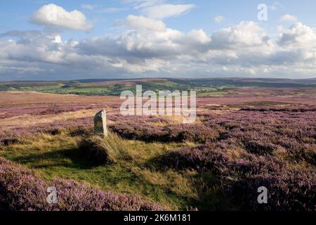 Sis sur Low Moor Danby, dans le North York Moors Banque D'Images