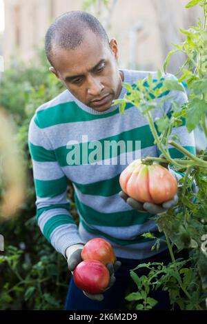 Un jardinier hispanique récolte des tomates dans un potager Banque D'Images