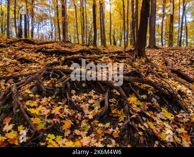 Les racines sont exposées sur une colline d'automne, sous une forêt d'érable, dans la réserve forestière de Hammel Woods, dans le comté de will, Illinois Banque D'Images