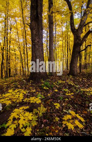 Le feuillage d'automne remplit l'air et le plancher de la forêt de Hammel Woods Forest Preserve dans le comté de will, Illinois Banque D'Images