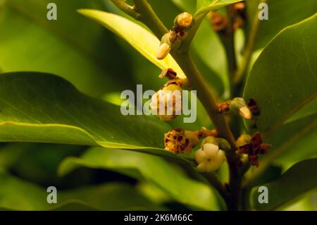 Bois foncé indonésien, feuilles et fleurs vertes ébène (Diospyros celebica), sélection Banque D'Images