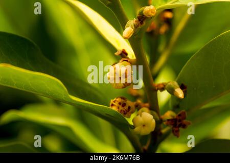 Bois foncé indonésien, feuilles et fleurs vertes ébène (Diospyros celebica), sélection Banque D'Images