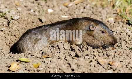 Le Gopher de poche de Botta sort de son Burrow. Comté de Santa Clara, Californie, États-Unis. Banque D'Images