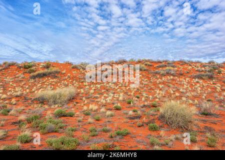 Dunes de sable rouge et végétation typique dans le désert de Simpson, territoire du Nord, territoire du Nord, Australie Banque D'Images