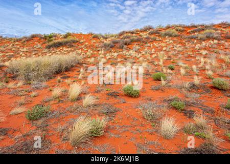 Dunes de sable rouge avec une végétation typique dans le désert de Simpson, territoire du Nord, territoire du Nord, Australie Banque D'Images