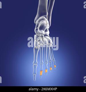 OS de la phalange centrale du pied, illustration Banque D'Images