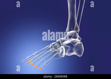 OS de la phalange centrale du pied, illustration Banque D'Images