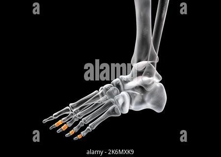 OS de la phalange centrale du pied, illustration Banque D'Images