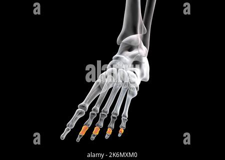 OS de la phalange centrale du pied, illustration Banque D'Images