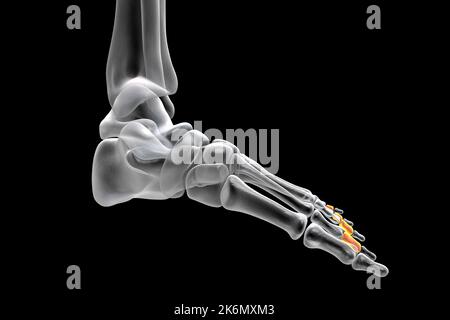 OS de la phalange centrale du pied, illustration Banque D'Images