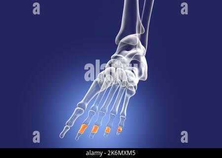 OS de la phalange centrale du pied, illustration Banque D'Images