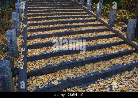 Escalier en pierre automne feuilles de ginko Sanctuaire de Nezu Tokyo Japon 2 Banque D'Images
