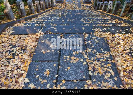 Escalier en pierre automne feuilles de ginko Sanctuaire de Nezu Tokyo Japon Banque D'Images