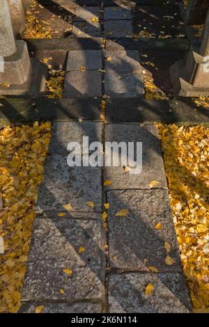 Passerelle en pierre automne Ginko Leaves Nezu Shrine Tokyo Japon 2 Banque D'Images
