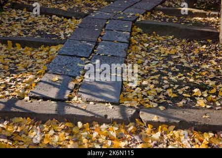 Passerelle en pierre automne feuilles de ginko Sanctuaire de Nezu Tokyo Japon Banque D'Images