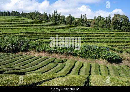 Des champs de thé verts luxuriants sur l'île de San Miguel, dans les Açores Banque D'Images