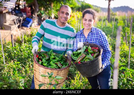 Couple fermier réussi montrant la récolte de poivrons Banque D'Images