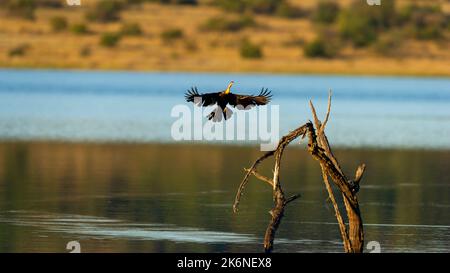 Darter africain ( Anhinga rufa) Réserve naturelle de Pilanesberg, Afrique du Sud Banque D'Images