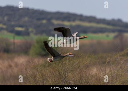 Grylag Oies, Anser anser. Photo prise dans le réservoir de Vicario, province de Ciudad Real, Espagne Banque D'Images