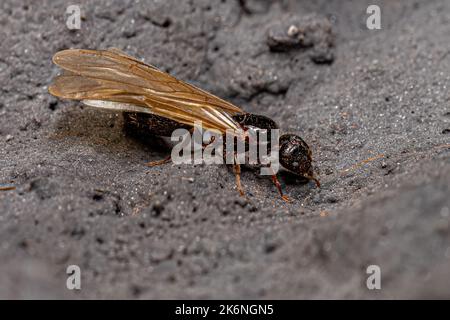 Adulte femelle à tête large Ant Queen du genre Pheidole Banque D'Images