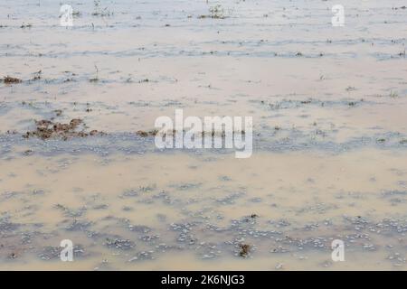 Terres agricoles irriguées et prêtes pour la culture du paddy. Le champ agricole se prépare à la prochaine récolte. Banque D'Images