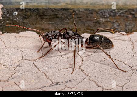 Adulte Femme Trap-Jaw Queen Ant du genre Odontomachus Banque D'Images