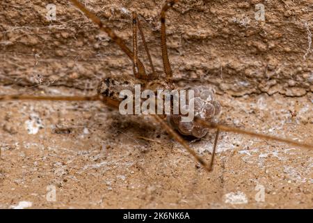 Femelle adulte à corps court araignée cellulaire de l'espèce Physocyclus globosus avec oeufs Banque D'Images