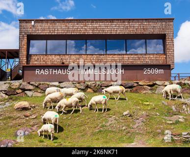 Timmelsjoch, Autriche - 26 juillet 2022 : des moutons se bousculent sous le restaurant au sommet du col de la montagne Timmelsjoch - Passo del Rombo - qui se connecte Banque D'Images