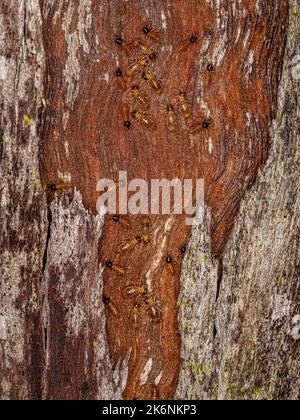 Termites nasutes adultes du genre Nasutitermes Banque D'Images