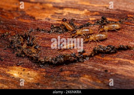 Termites nasutes adultes du genre Nasutitermes Banque D'Images