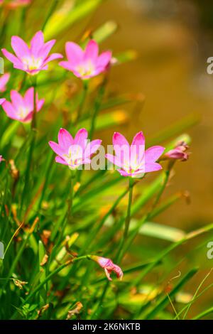 Les lilas roses sont également connus sous le nom de lilas roses qui fleurissent dans un jardin ensoleillé Banque D'Images