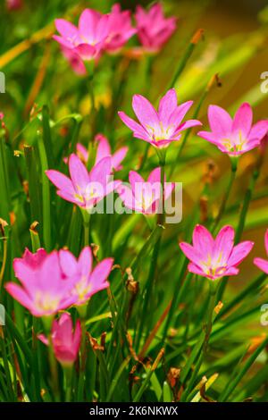 Les lilas roses sont également connus sous le nom de lilas roses qui fleurissent dans un jardin ensoleillé Banque D'Images