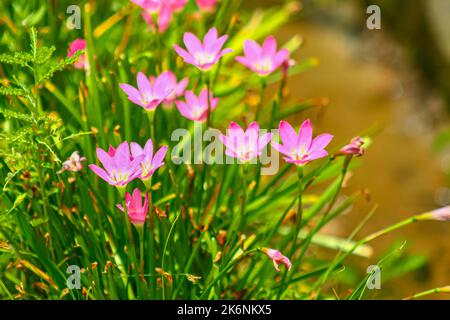 Les lilas roses sont également connus sous le nom de lilas roses qui fleurissent dans un jardin ensoleillé Banque D'Images