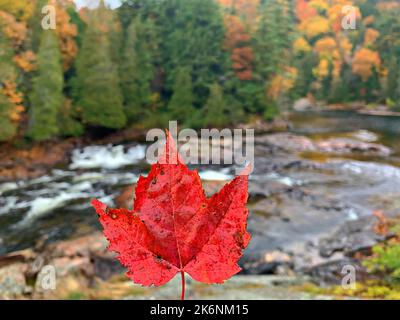 Couleurs fascinantes des couleurs d'automne/d'automne/feuillage à la baie Batchawana/chutes Chippewa/rivière-Ontario/Canada Banque D'Images