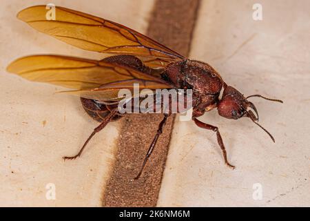 Adulte femelle ailé Atta feuille-Cutter Queen Ant du genre Atta Banque D'Images