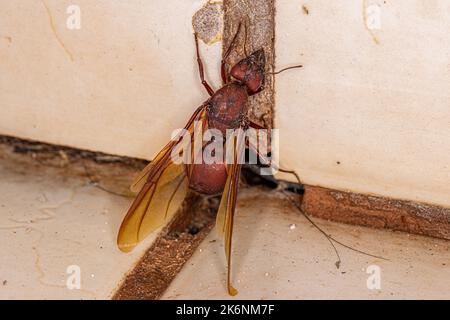 Adulte femelle ailé Atta feuille-Cutter Queen Ant du genre Atta Banque D'Images