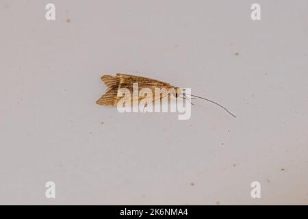 Insecte adulte de l'ordre des Trichoptères Banque D'Images