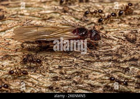 Ants femelles adultes à tête grosse du genre Pheidole Banque D'Images