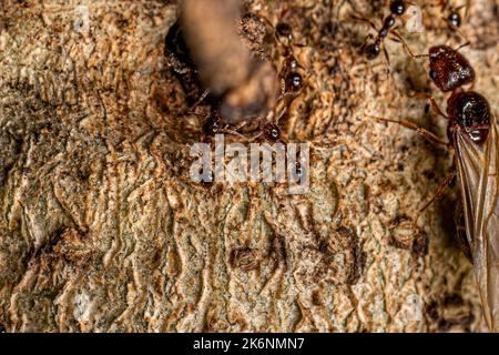 Ants femelles adultes à tête grosse du genre Pheidole Banque D'Images