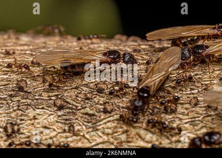 Ants femelles adultes à tête grosse du genre Pheidole Banque D'Images